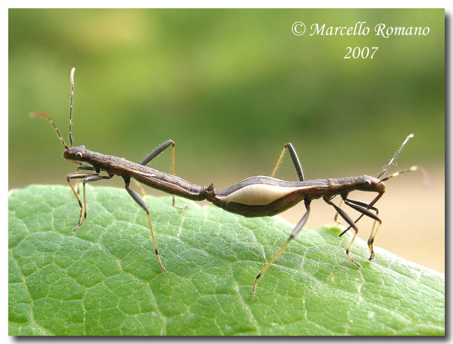 Album di eterotteri fotografati in Sicilia nel 2007